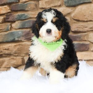 Bernedoodle Puppy Bazil