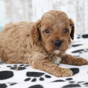 Cavapoo Puppy Dawson