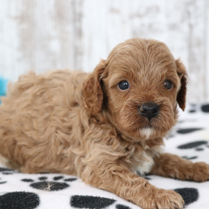 Cavapoo Puppy Dawson