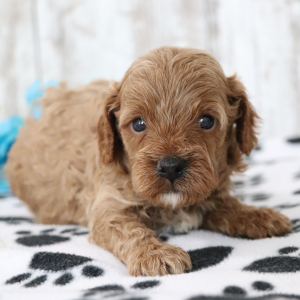Cavapoo Puppy Dawson