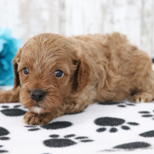 Cavapoo Puppy Dawson