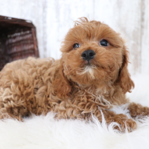 Cavapoo Puppy Dawson
