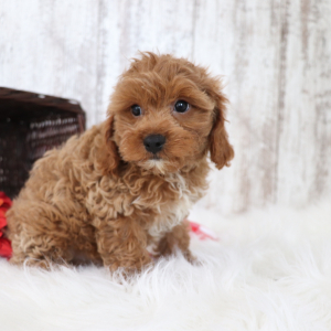 Cavapoo Puppy Dawson
