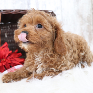 Cavapoo Puppy Dawson