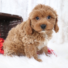 Cavapoo Puppy Dawson
