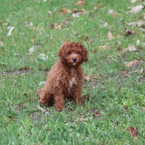 Cavapoo Puppy Dawson