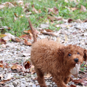 Cavapoo Puppy Dawson