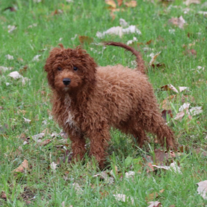 Cavapoo Puppy Dawson