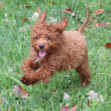 Cavapoo Puppy Dawson