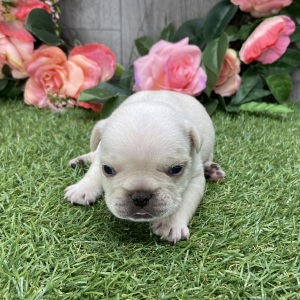 French Bulldog Puppy Radley