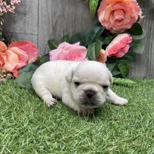 French Bulldog Puppy Radley