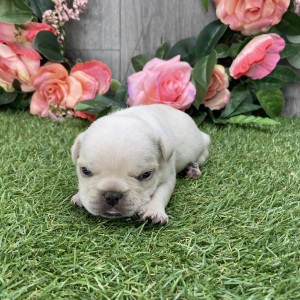 French Bulldog Puppy Radley