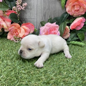 French Bulldog Puppy Radley