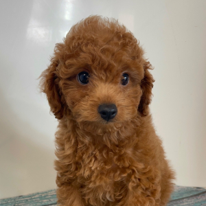 Cavapoo Puppy Pilot