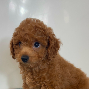 Cavapoo Puppy Pilot