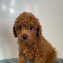 Cavapoo Puppy Pilot