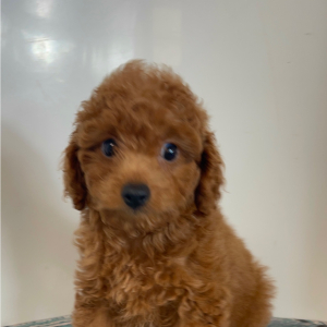 Cavapoo Puppy Pilot