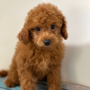 Cavapoo Puppy Pilot