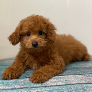 Cavapoo Puppy Pilot