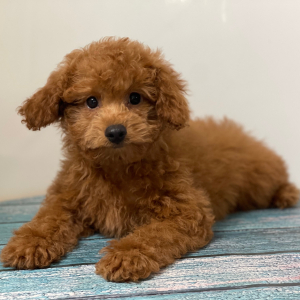 Cavapoo Puppy Pilot