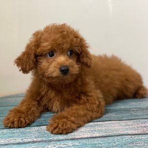 Cavapoo Puppy Pilot