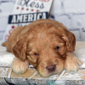 Labradoodle Puppy Noah