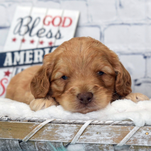 Labradoodle Puppy Noah