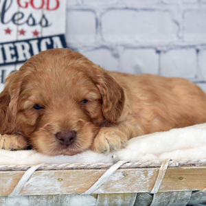 Labradoodle Puppy Noah