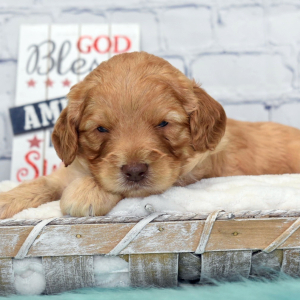 Labradoodle Puppy Noah