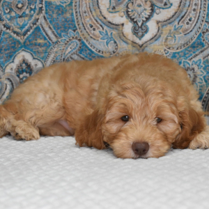 Labradoodle Puppy Noah
