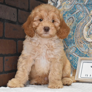 Labradoodle Puppy Noah