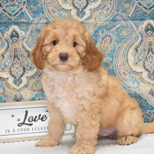 Labradoodle Puppy Noah