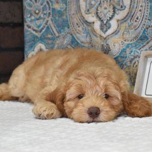 Labradoodle Puppy Noah
