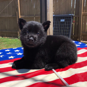 German Shepherd Dog Puppy Negan