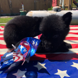 German Shepherd Dog Puppy Negan