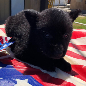 German Shepherd Dog Puppy Negan
