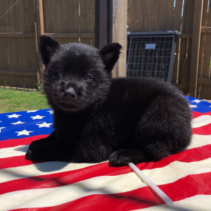 German Shepherd Dog Puppy Negan