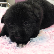 German Shepherd Dog Puppy Zenia