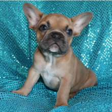French Bulldog Puppy Jack