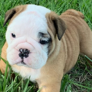 Bulldog Puppy Chig