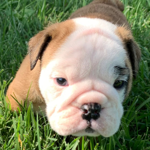 Bulldog Puppy Chig