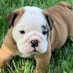 Bulldog Puppy Chig