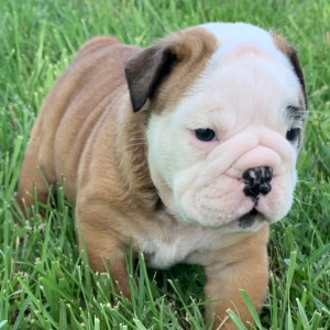 Bulldog Puppy Chig