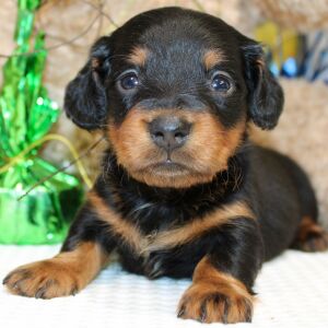 Dachshund Puppy Alex