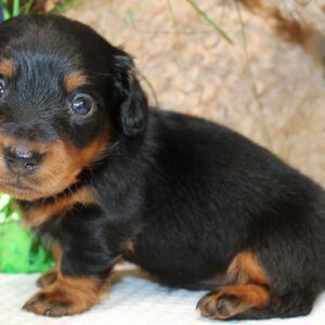 Dachshund Puppy Alex