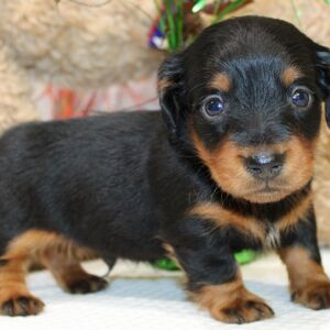 Dachshund Puppy Alex