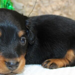 Dachshund Puppy Alex