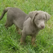Labrador Retriever Puppy Cash
