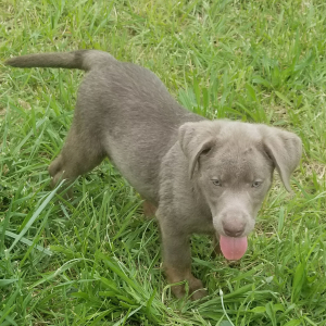 Labrador Retriever Puppy Cash