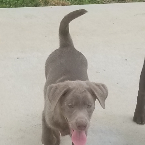 Labrador Retriever Puppy Cash
